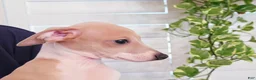 Italian Greyhound dogs for sale: Santiago - Ad 12