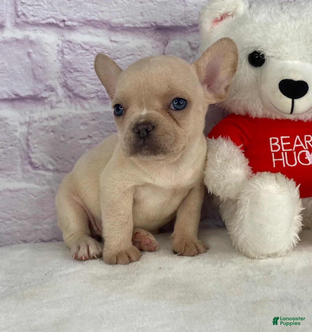 French Bulldog dogs for sale: Snowflake  - Ad 2