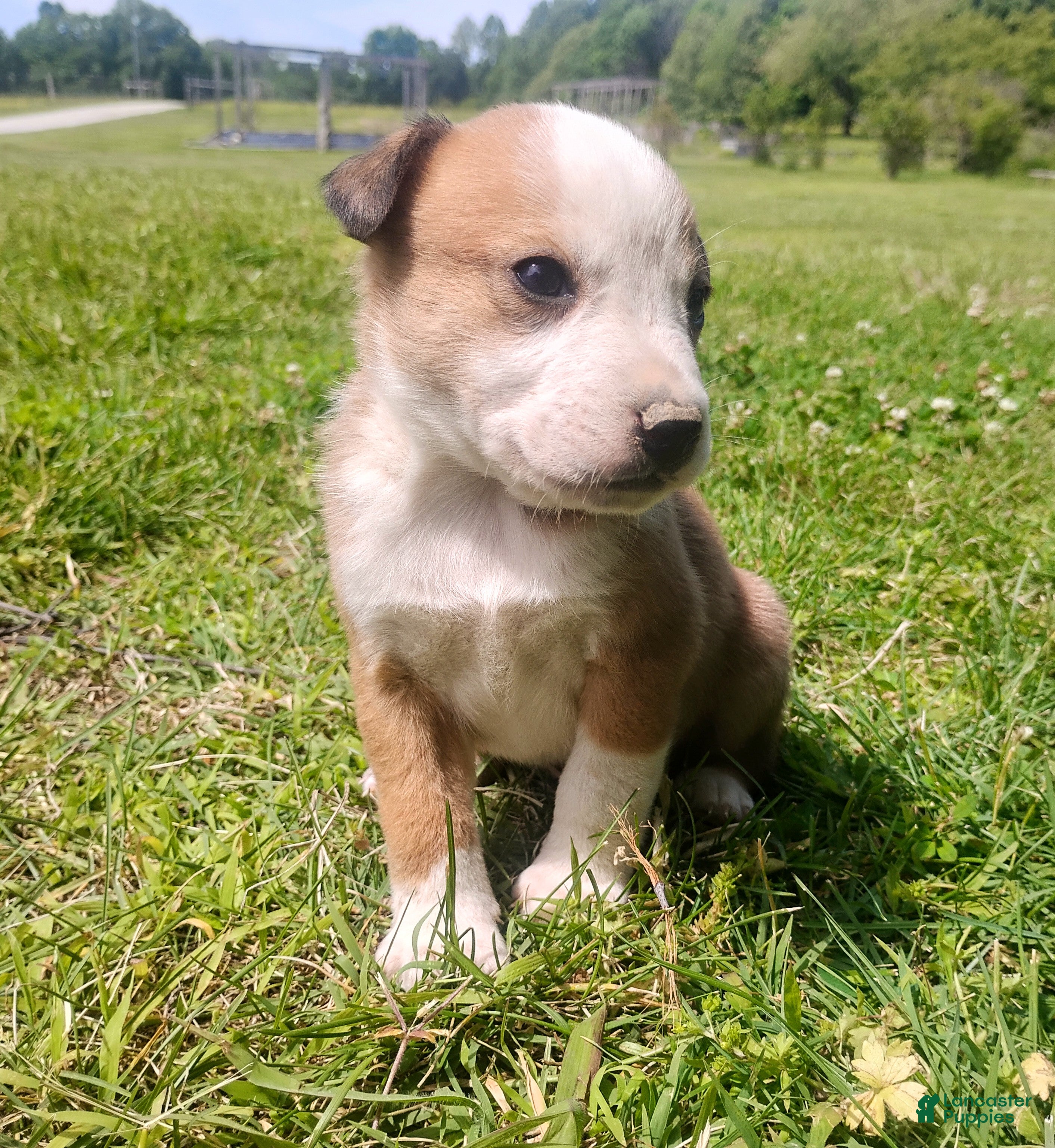 Mixed Breed dogs Mixed Breed Puppy 1 - Ad 29