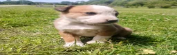Mixed Breed dogs for sale: Mixed Breed Puppy 1 - Ad 1