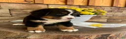 Bernese Mountain Dog dogs for sale: Callie - Ad 3