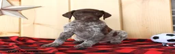 German Shorthaired Pointer dogs for sale: Brody - Ad 3