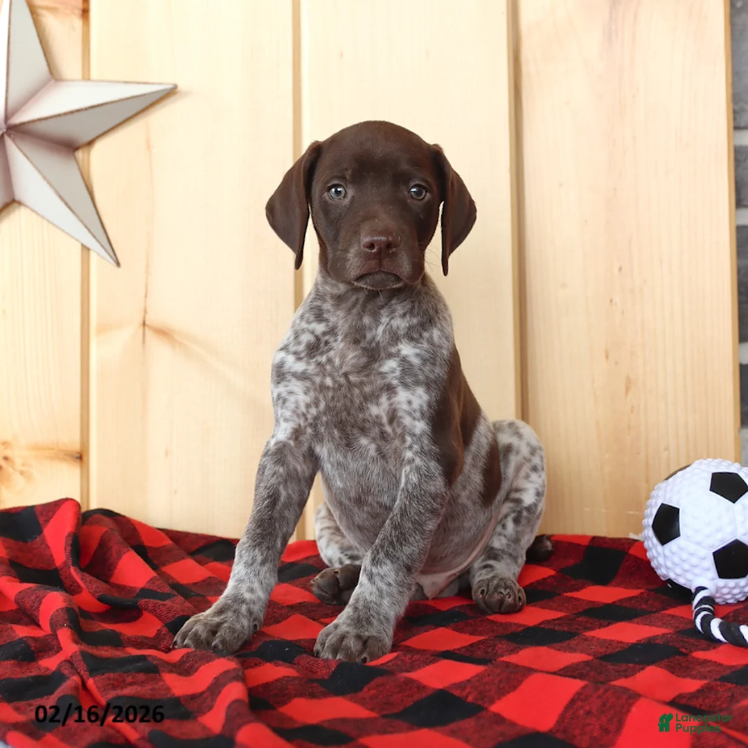 German Shorthaired Pointer dogs for sale: Brody - Ad 3