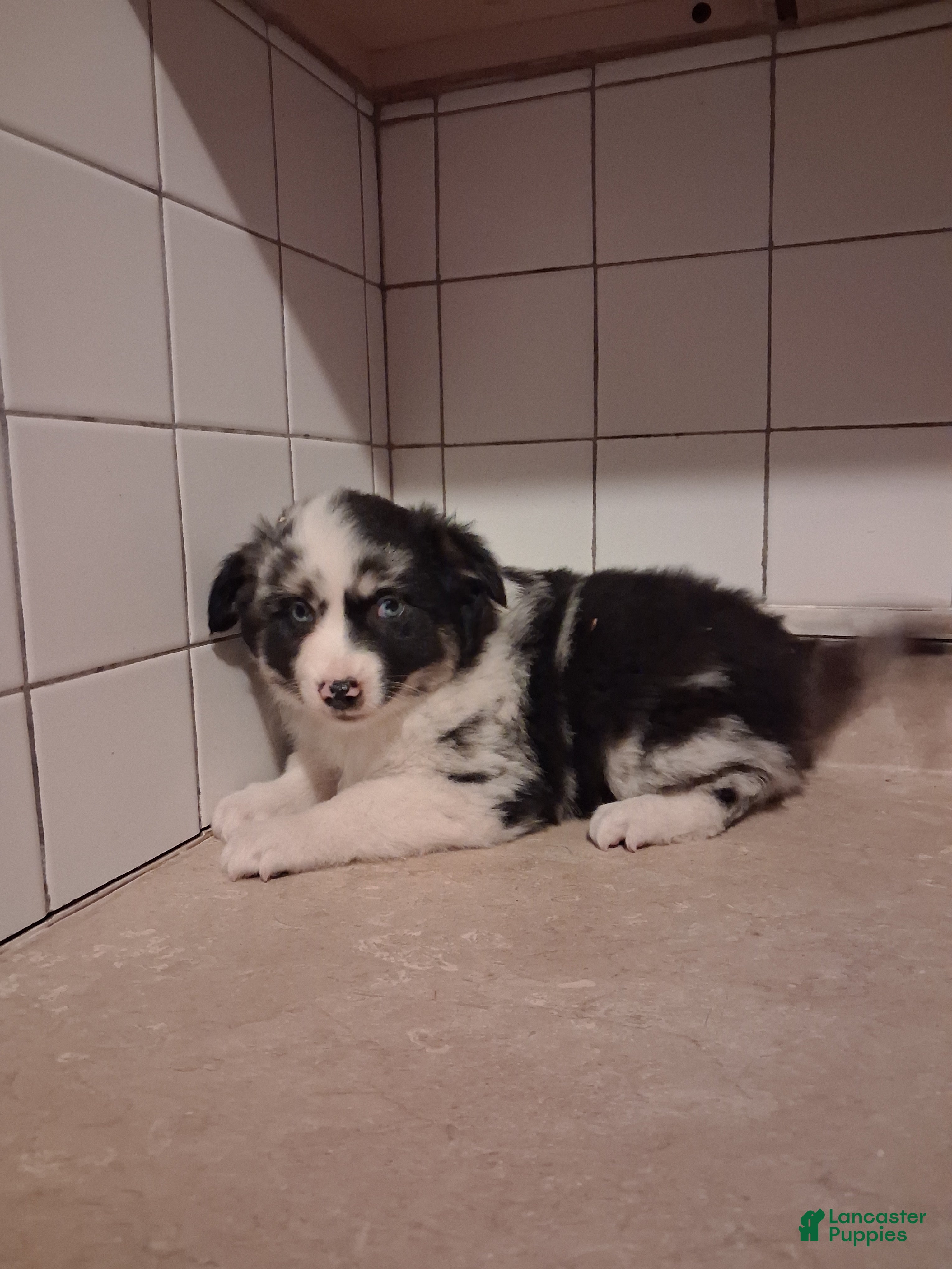 Miniature Australian Shepherd dogs Miniature Australian Shepherd 5 - Ad 2
