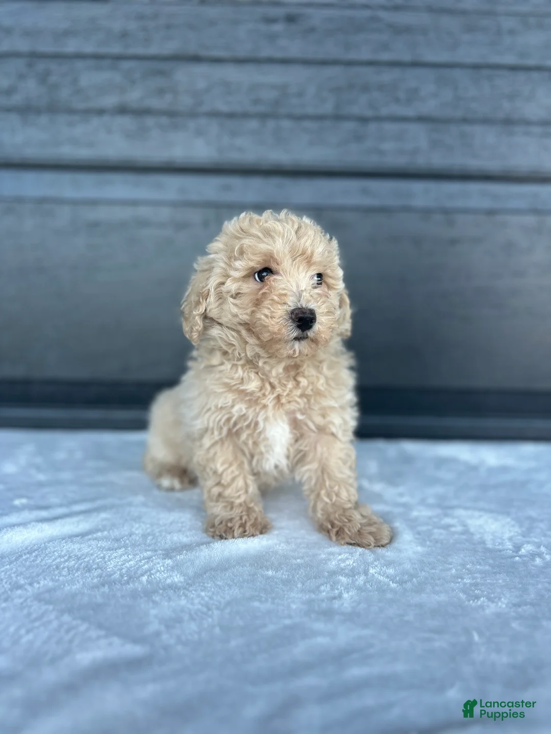 Bichpoo dogs for sale: Bichpoo Puppy 1 - Ad 4