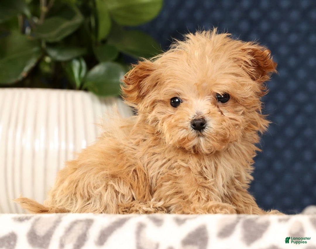 Havapoo dogs for sale: Uma - Ad 1