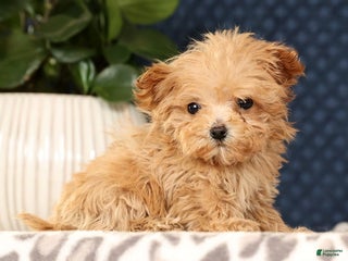 Havapoo dogs Uma - Ad 25