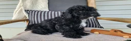 Mini Bernedoodle dogs for sale: Brock - Ad 12
