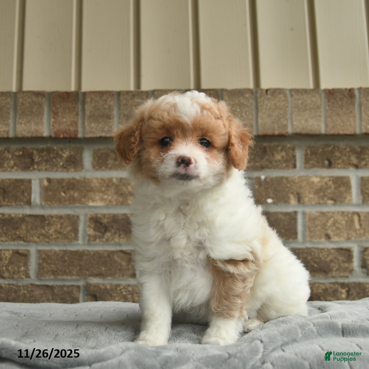 Eskipoo dogs Dash   - Ad 4