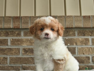 Eskipoo dogs Dash - Ad 9