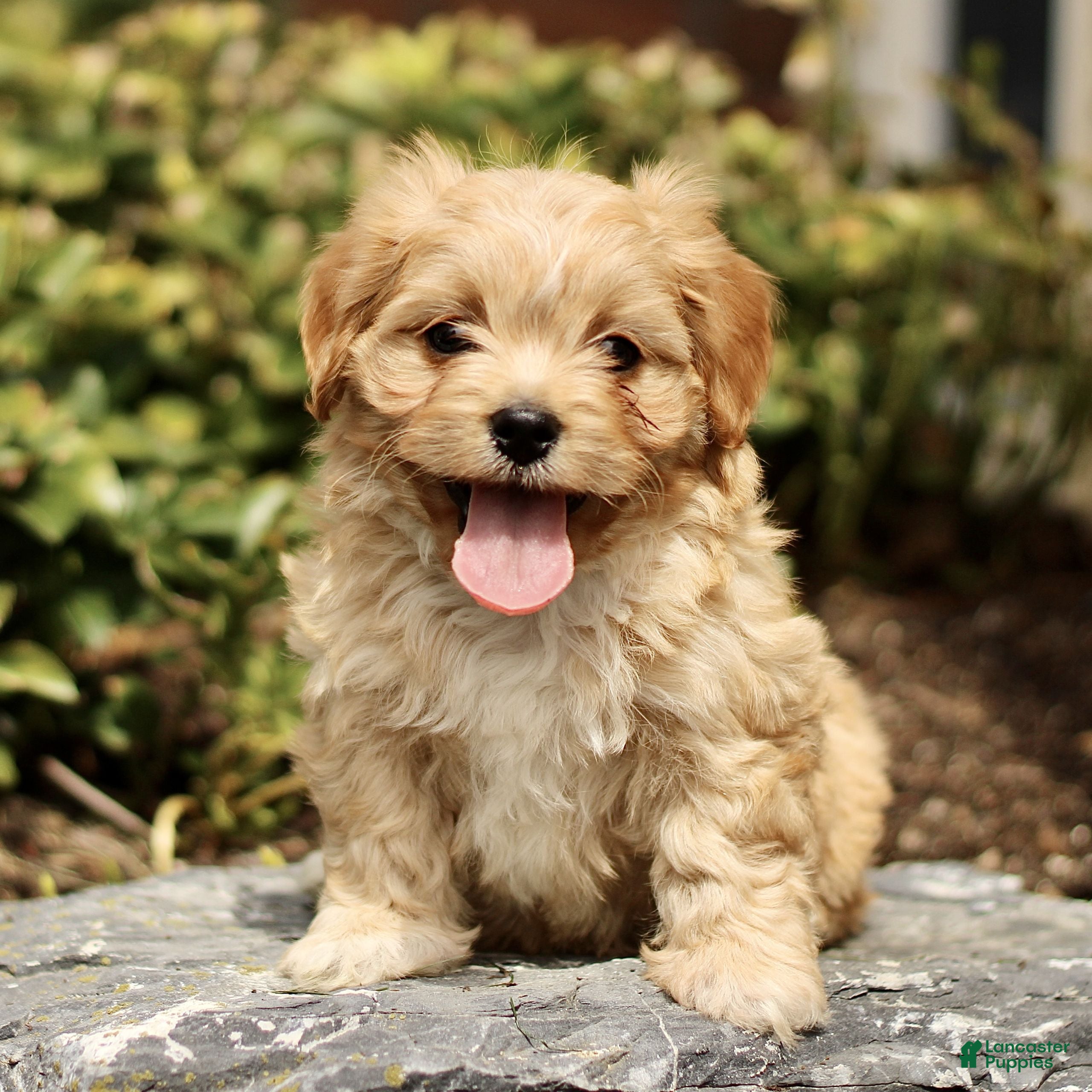 Cavachon dogs Drake  - Ad 1