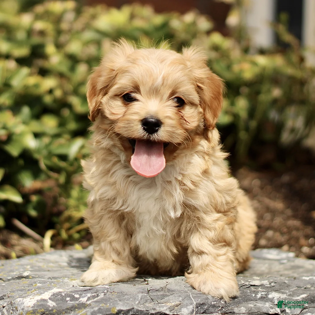Cavachon dogs for sale: Drake  - Ad 1