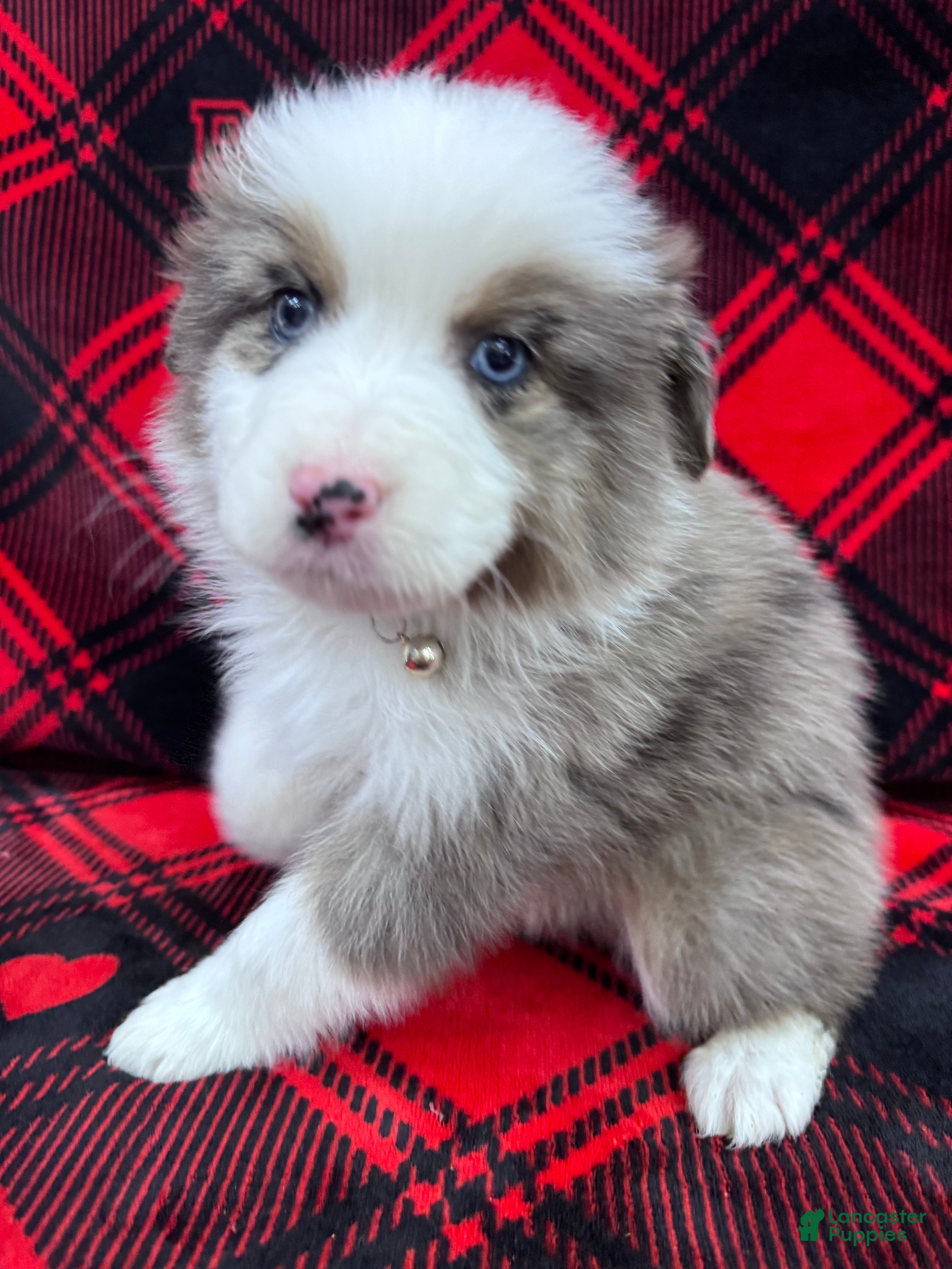 Australian Shepherd dogs Australian Shepherd Puppy - Tan Collar - Ad 26