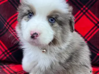 Australian Shepherd dogs Australian Shepherd Puppy - Tan Collar - Ad 26