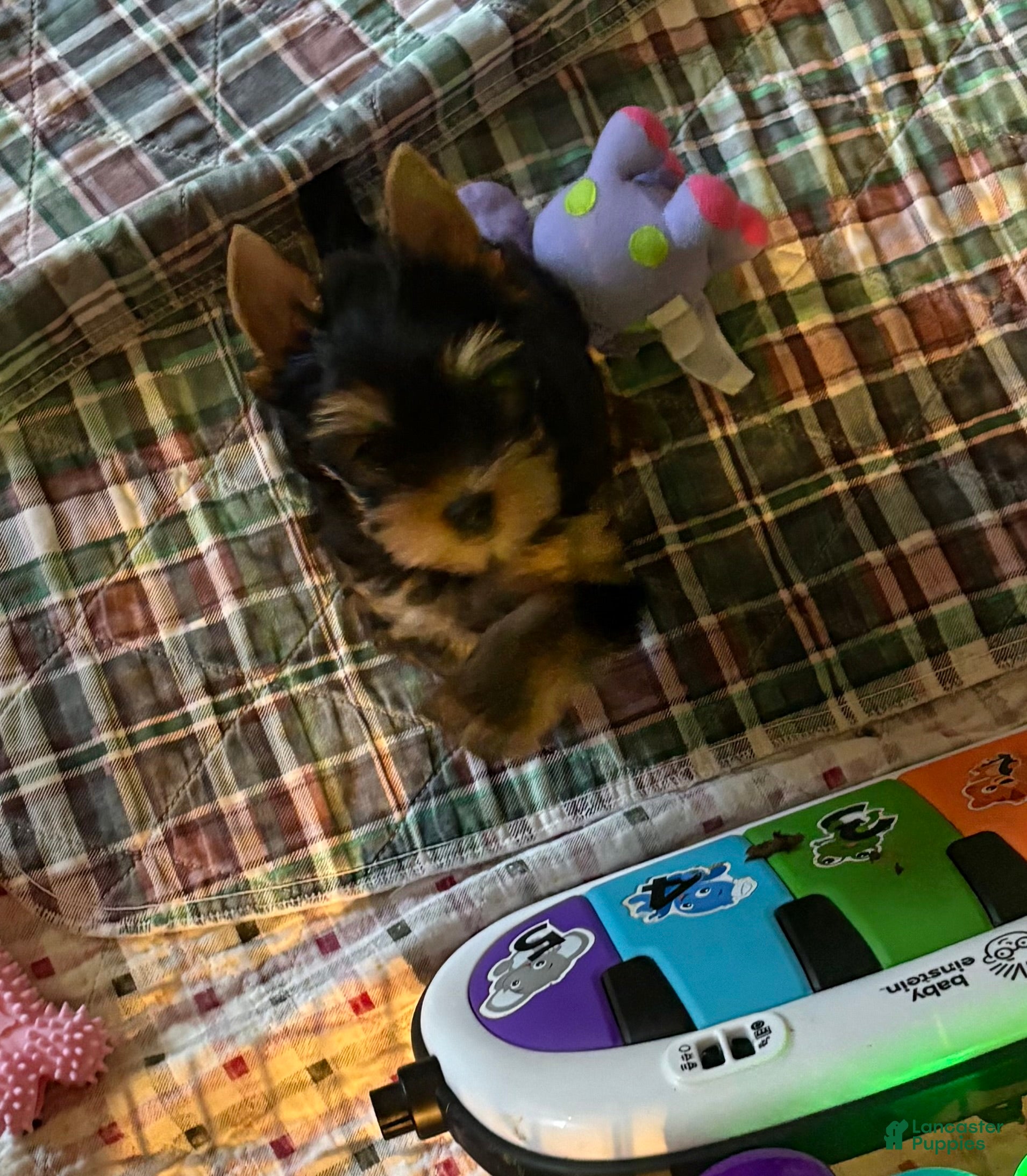 Yorkshire Terrier dogs Yorkshire Terrier 1 - Ad 1