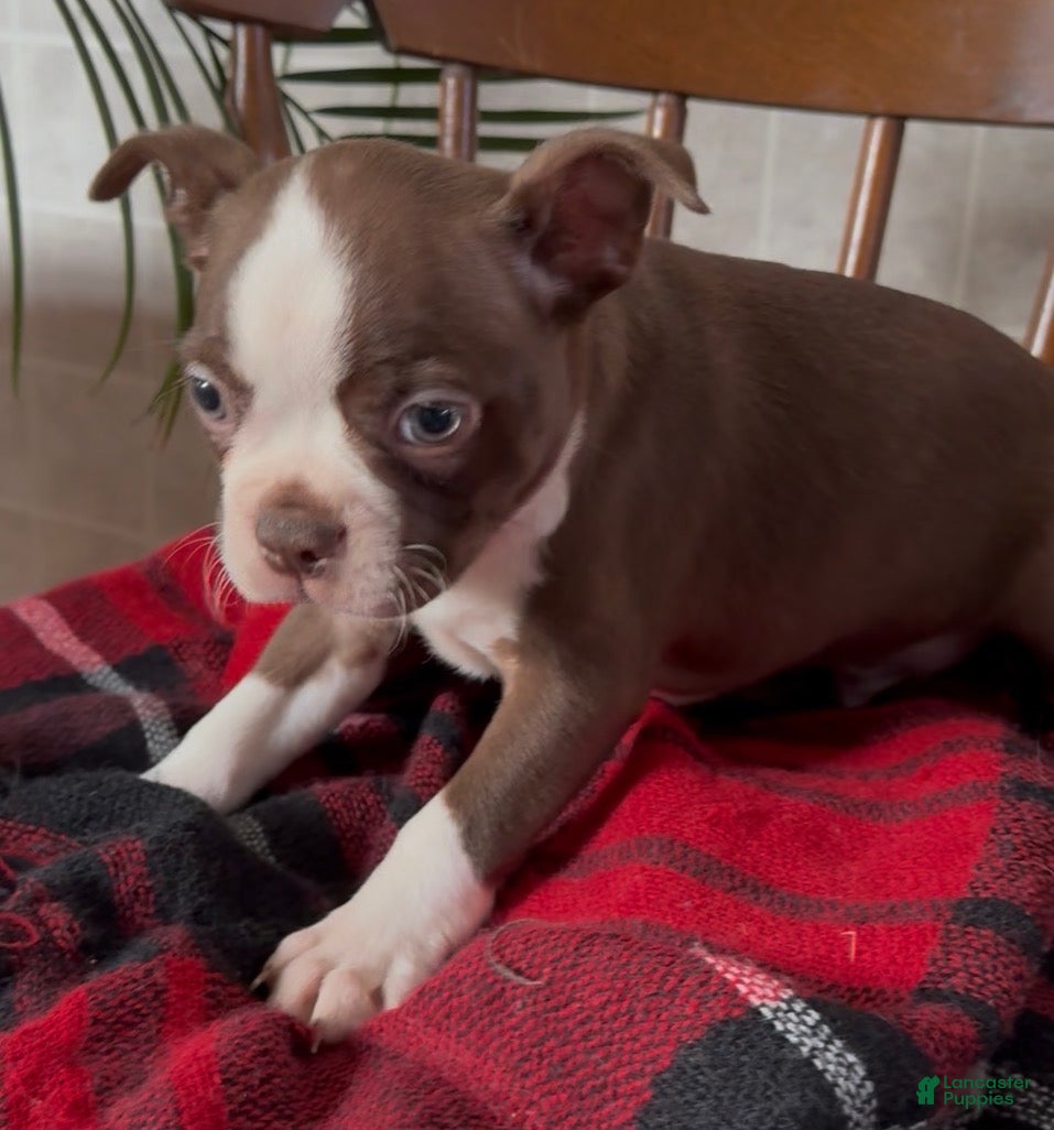 Boston Terrier dogs Boston Terrier Puppy 1 - Ad 32