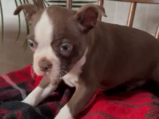 Boston Terrier dogs Boston Terrier Puppy 1 - Ad 31