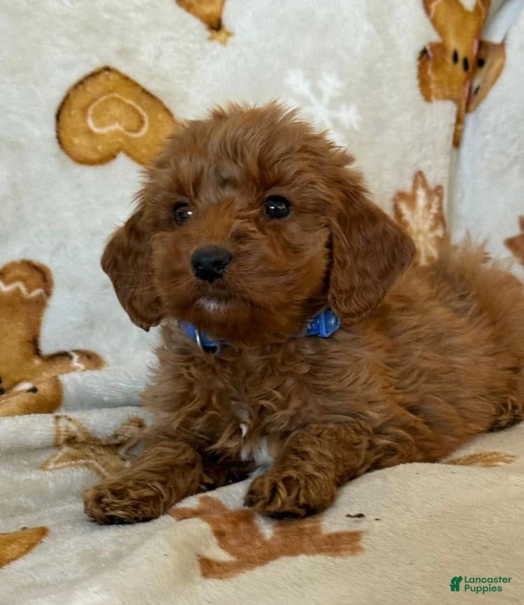 Cavapoo dogs Roja - Ad 3