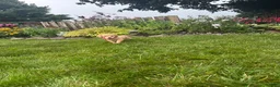 Golden Retriever dogs for sale: Golden Retriever 5 - Ad 3