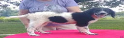 Standard Poodle dogs for sale: Spot - Ad 4