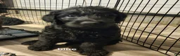 Labradoodle dogs for sale: Labradoodle blue collar - Ad 9