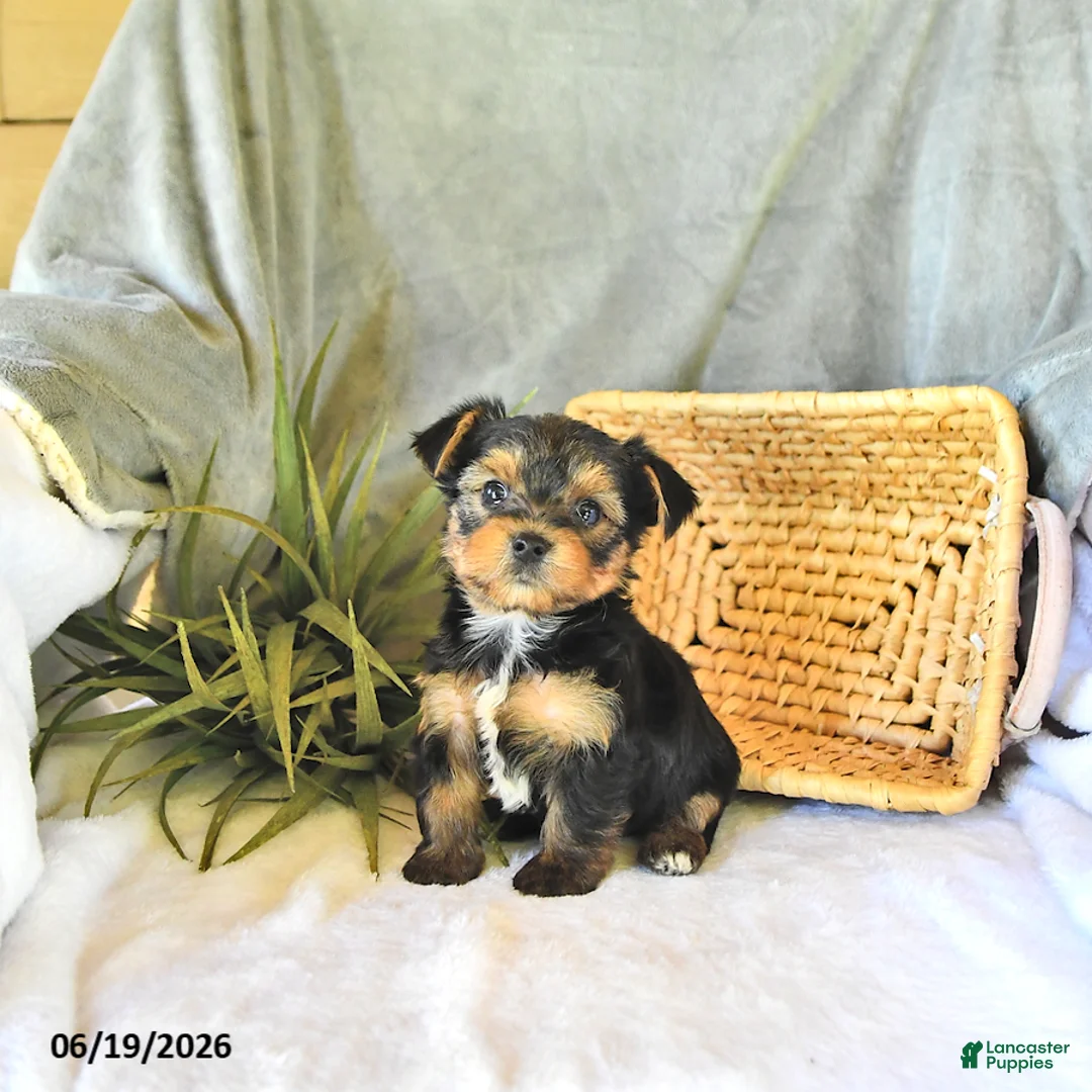 Yorkshire Terrier dogs for sale: Trooper - Ad 1