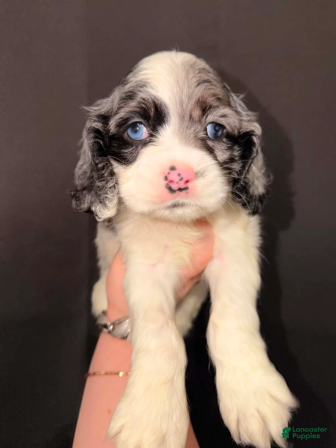 Cocker Spaniel dogs for sale: Milo - Ad 2