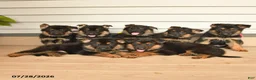 German Shepherd dogs for sale: Levi - Ad 5