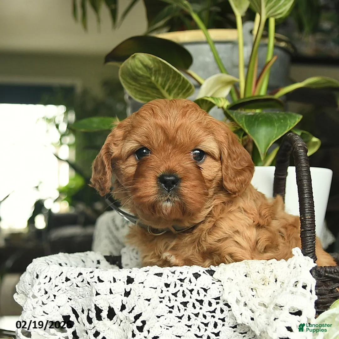 Cavapoo dogs for sale: Margi  - Ad 5