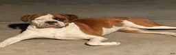 Boxer dogs for sale: Brown #2 - Ad 6
