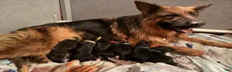 German Shepherd dogs for sale: Lh Champion bred import girl - Ad 9
