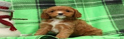 Cavapoo dogs for sale: Angel - Ad 2