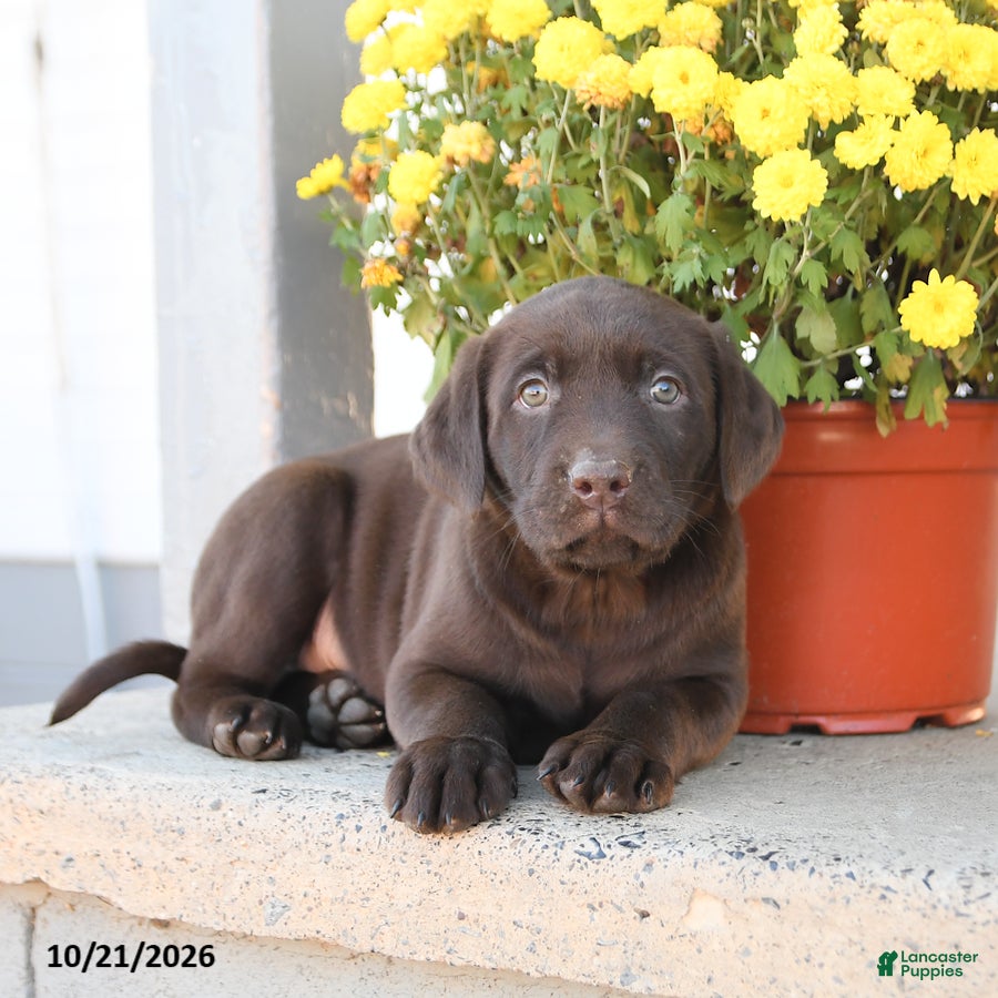 Labrador Retriever dogs for sale: Leo - Ad 2