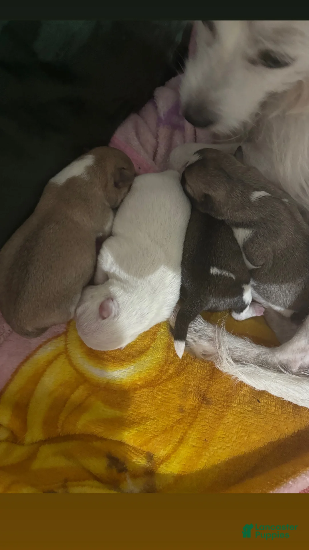 Jack Chi dogs for sale: Jack Chi Puppy 3 - Ad 5