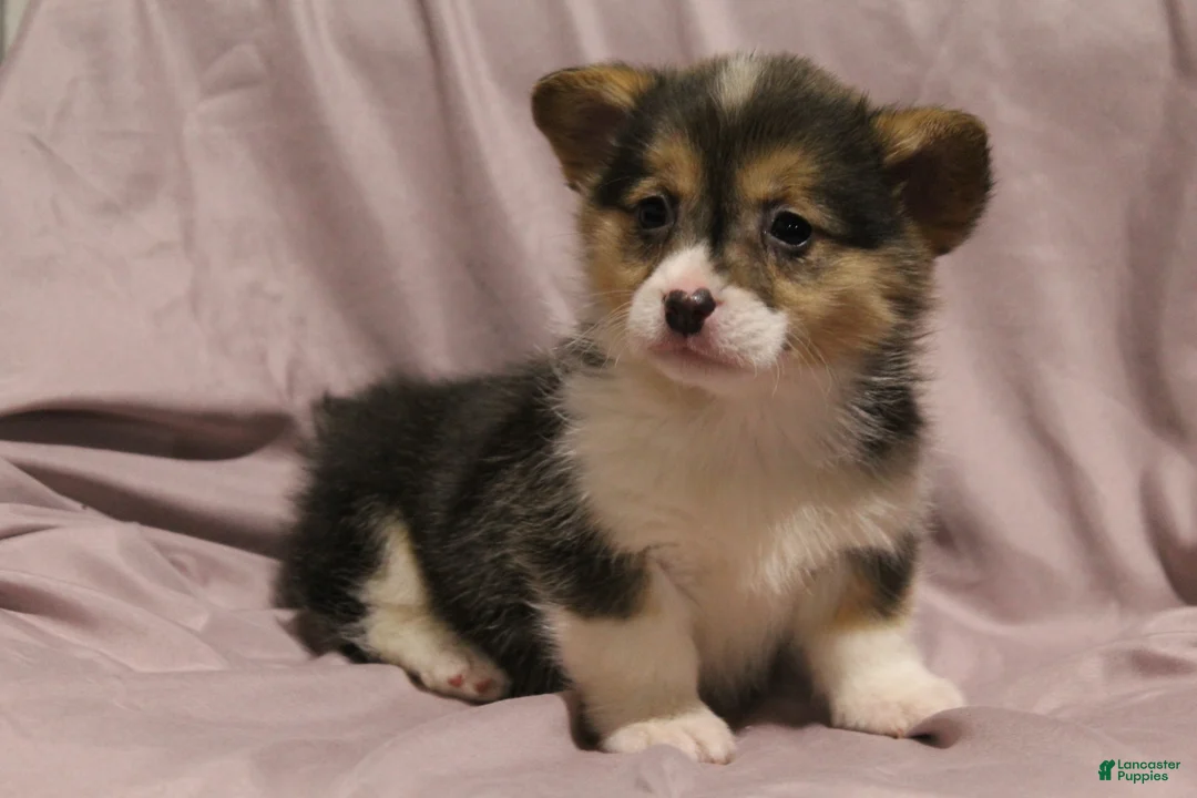 Welsh Corgi Pembroke dogs for sale: Miley - Ad 2