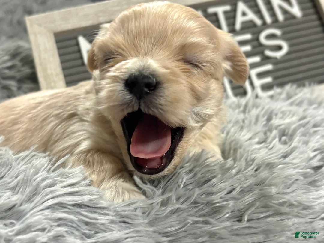 Maltipoo dogs for sale: Tiny BLUE - Ad 5