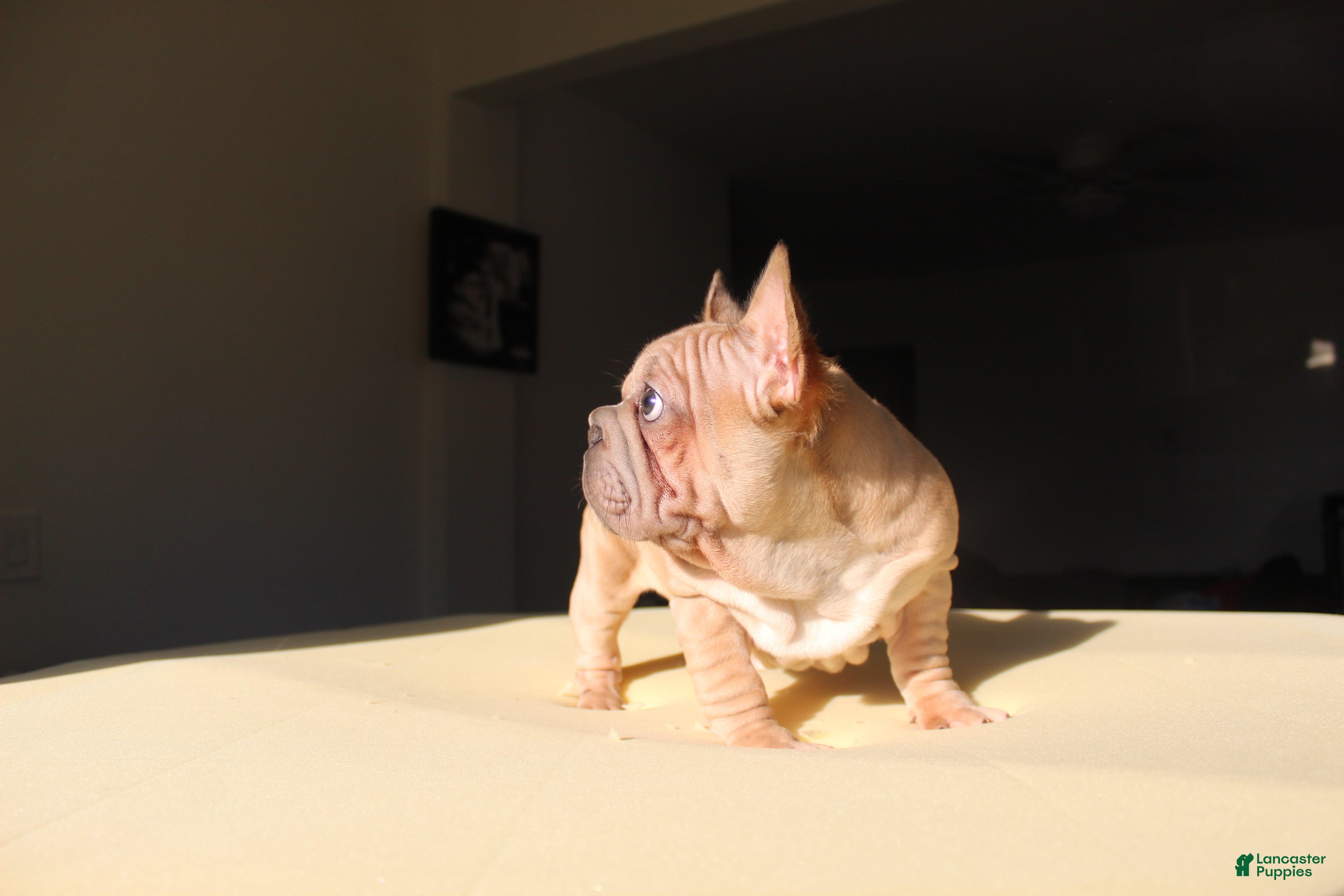 French Bulldog dogs Maverick - Ad 2