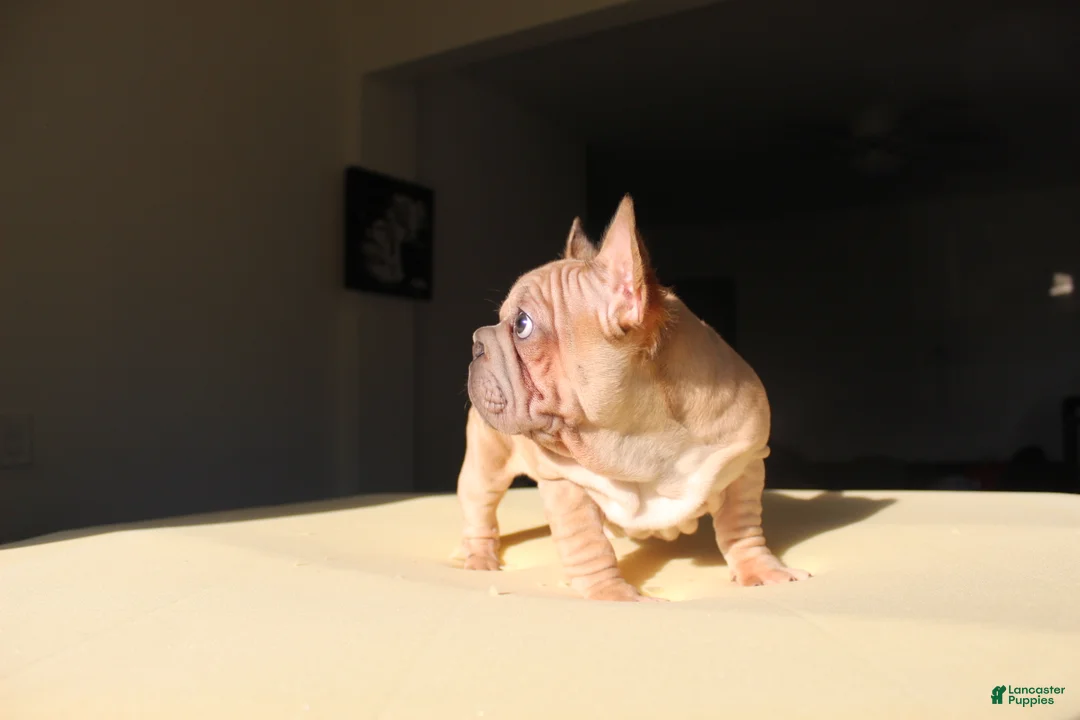 French Bulldog dogs for sale: Maverick - Ad 2