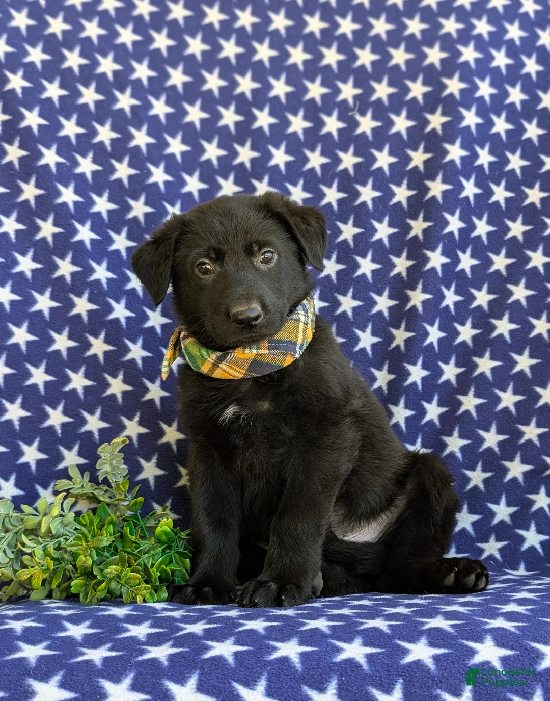 German Shepherd dogs for sale: Maverick - Ad 1