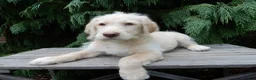Labradoodle dogs for sale: Denver - Ad 4