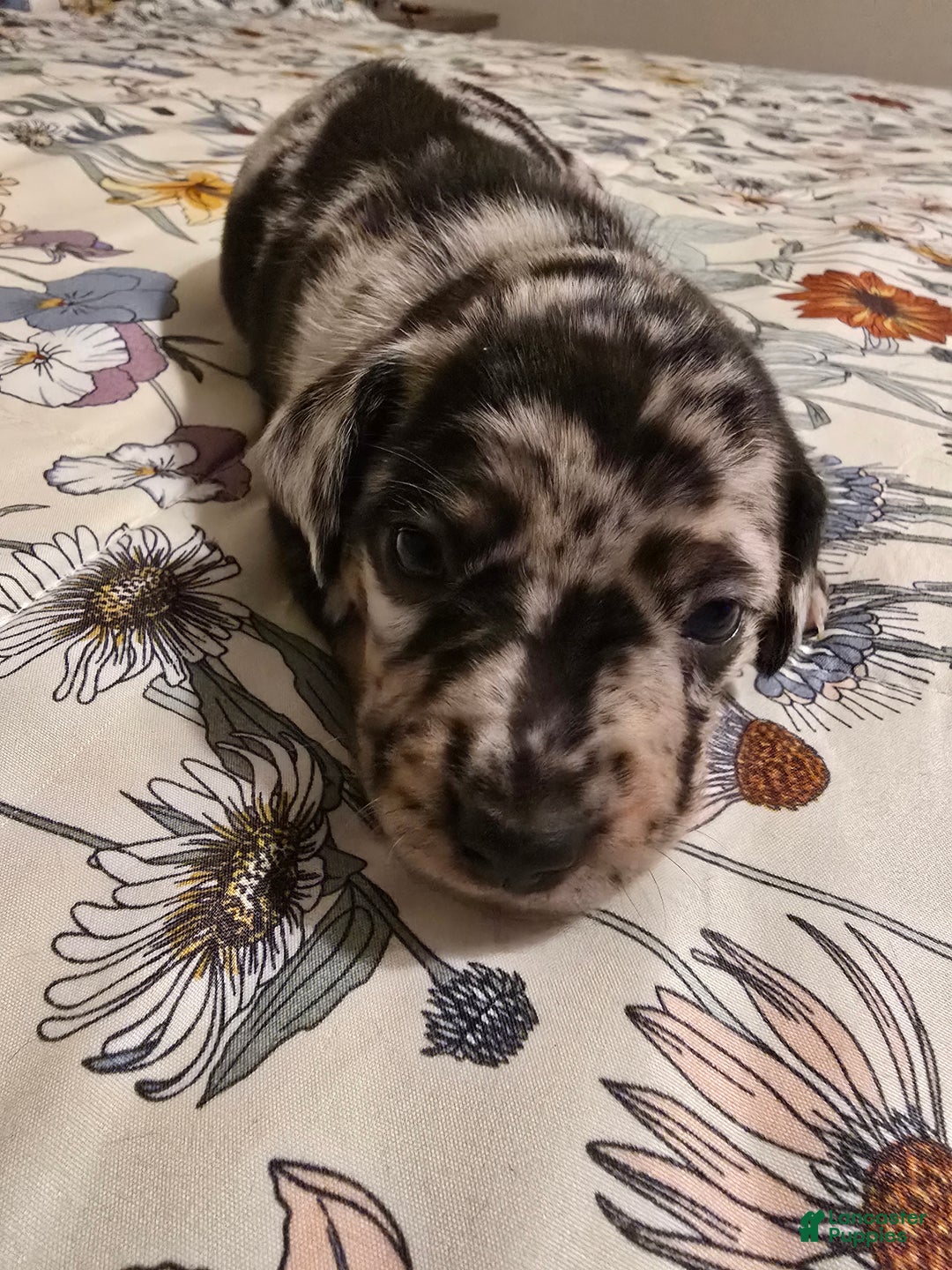 Mixed Breed dogs for sale: Mixed Breed Puppy 1 - Ad 2