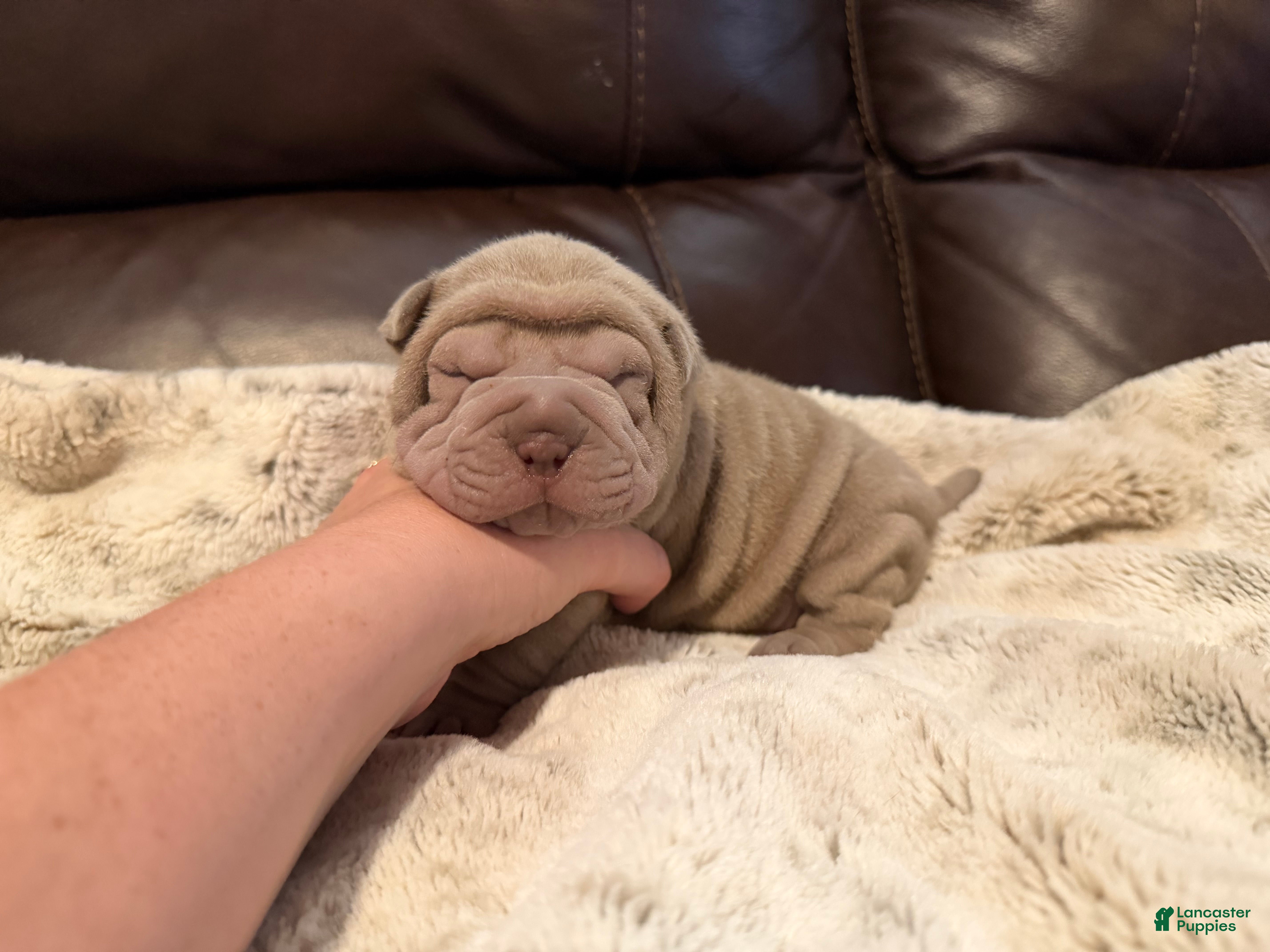 Shar Pei dogs Peter - Ad 2