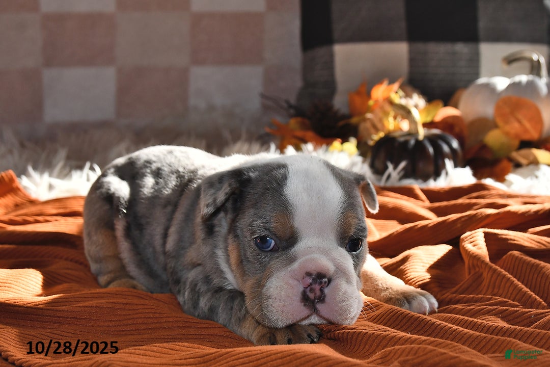 Olde English Bulldogge dogs for sale: Mila - Ad 14