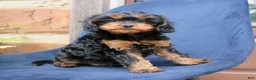 Cavapoo dogs for sale: Willow  - Ad 3