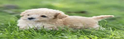 Maltipoo dogs for sale: Teddy Maltipoo  - Ad 8