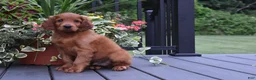 Irish Setter dogs for sale: Rascal  - Ad 5