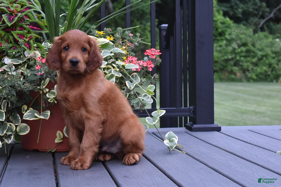 Irish Setter dogs for sale: Rascal  - Ad 5