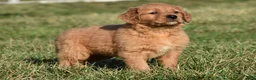 Golden Retriever dogs for sale: Taffy       Genetic/OFA - Ad 3
