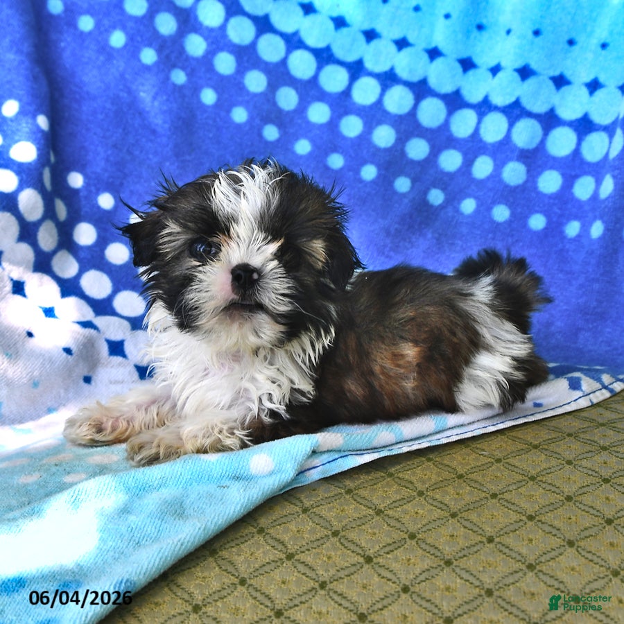 Shih Tzu dogs Jay - Ad 1