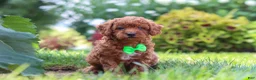 Miniature Poodle dogs for sale: Charlie - Ad 6
